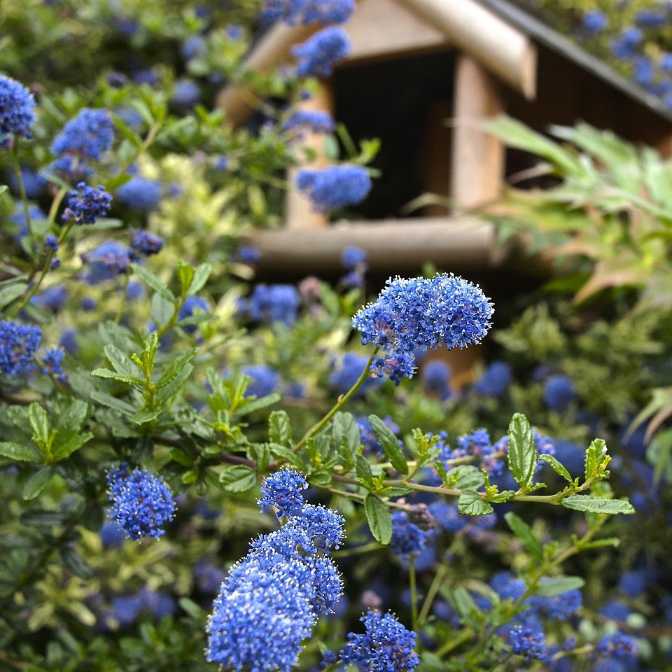 Ceanothus 'Italian Skies' - 2L Pot image 0