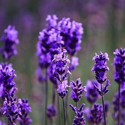 Lavandula ang. 'Hidcote'(English Lavender)- 2L Pot image 0