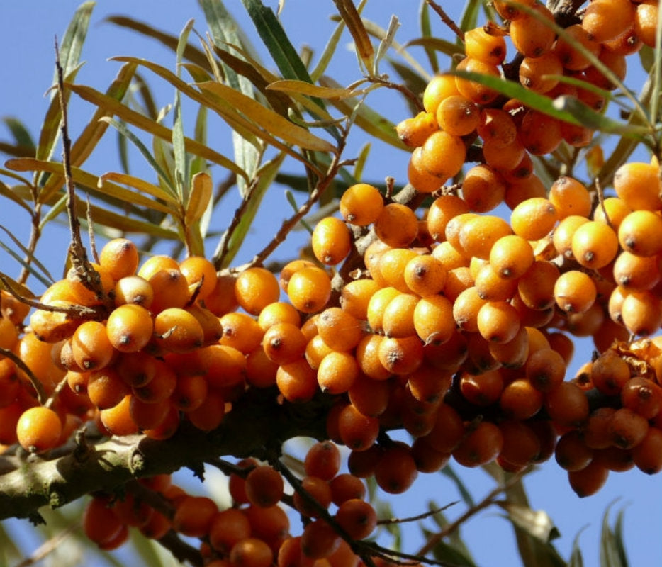 Hippophae rhamnoides (Sea Buckthorn) - Bareroot image 0