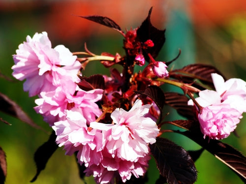 Prunus serrulata 'Royal Burgundy' 10L pot image 0
