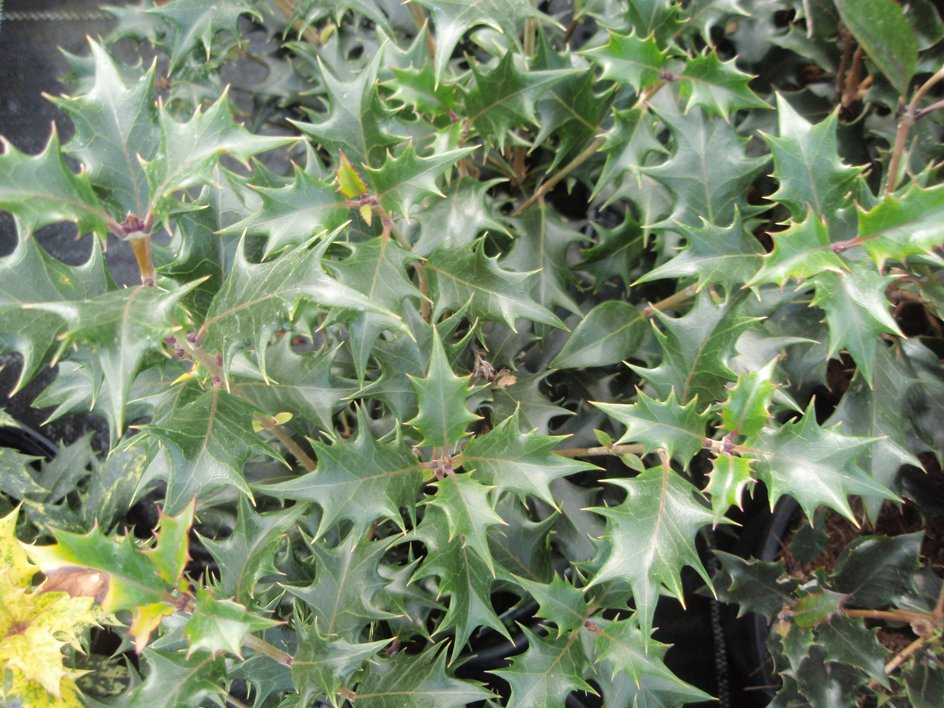 Osmanthus heterophyllus (False Holly) - 2L Pot - 30cm image 0