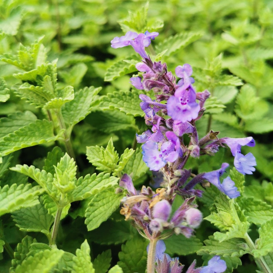 Nepeta racemosa 'Walker's Low' (Catmint)- 2L Pot image 0