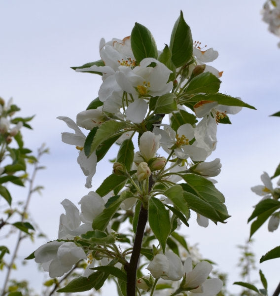 Malus 'John Downie' 10L pot image 0