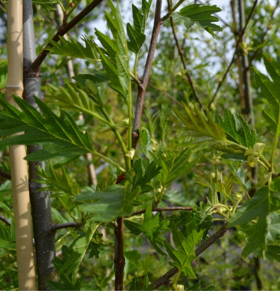 Alnus glutinosa 'Imperialis' 10L pot image 0