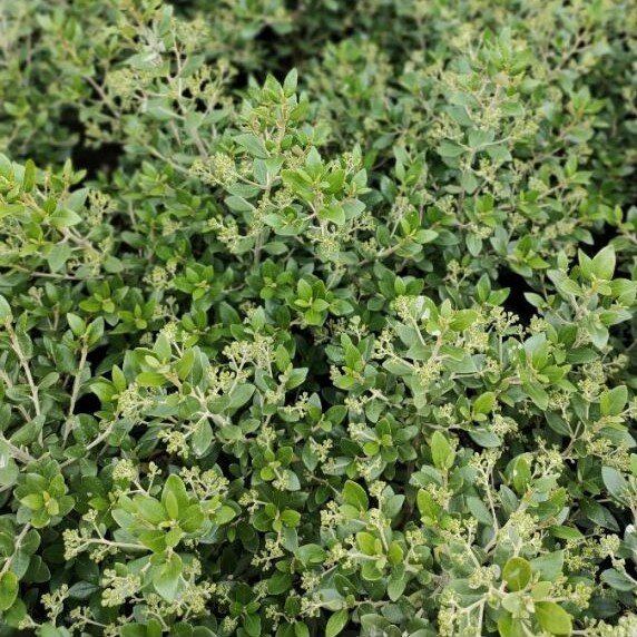 Olearia x haastii (Daisy Bush) -2L pot image 0