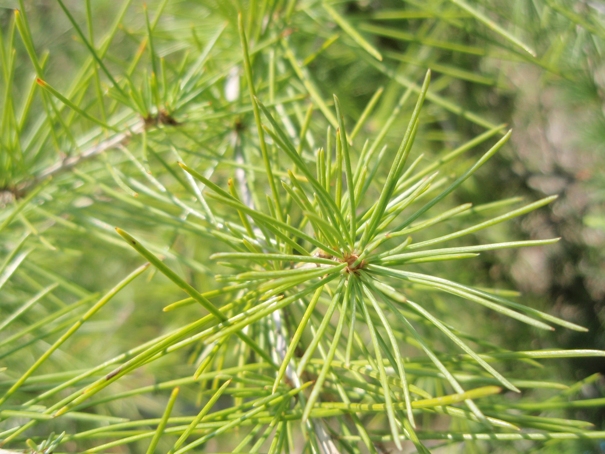 Larix kaempferi 'Japanese Larch' - 30 - 45cm image 0