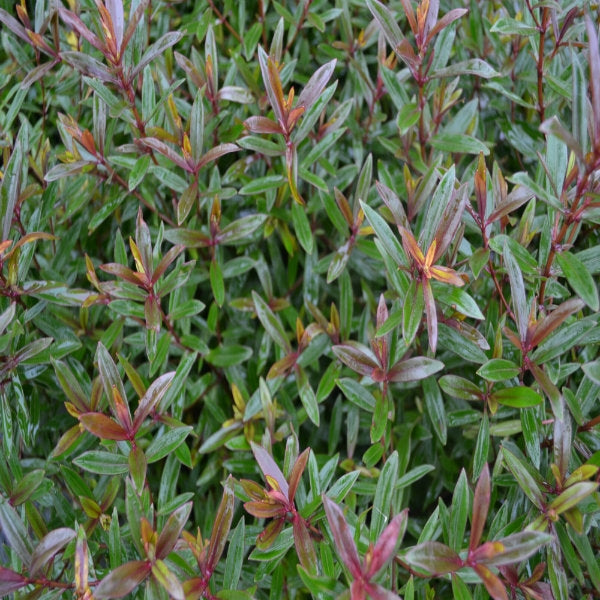 Hebe 'Mrs Winder' -2L pot image 0