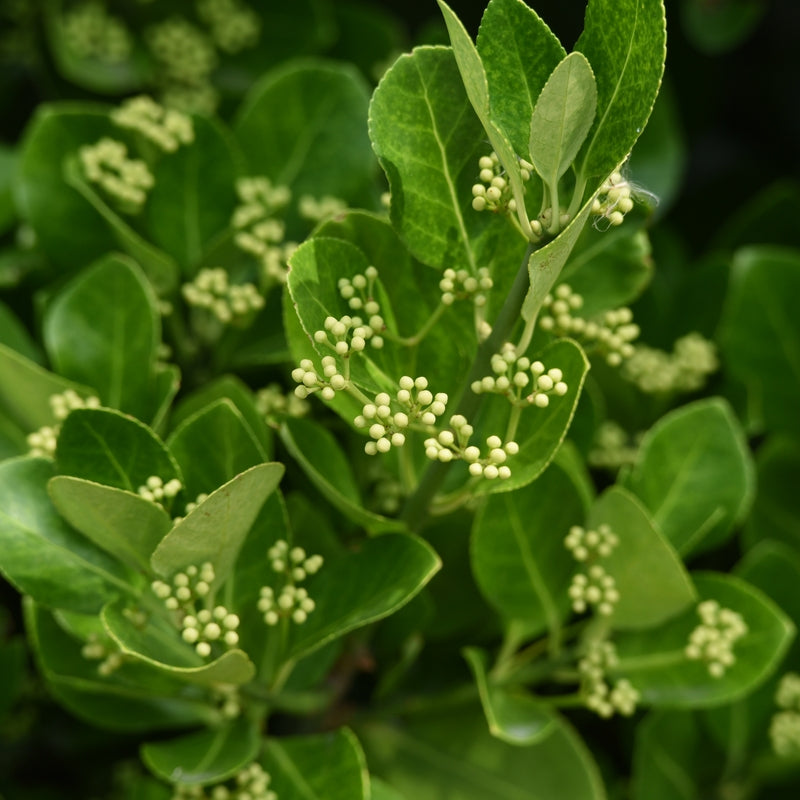 Euonymus japonicus - 2L Pot image 0