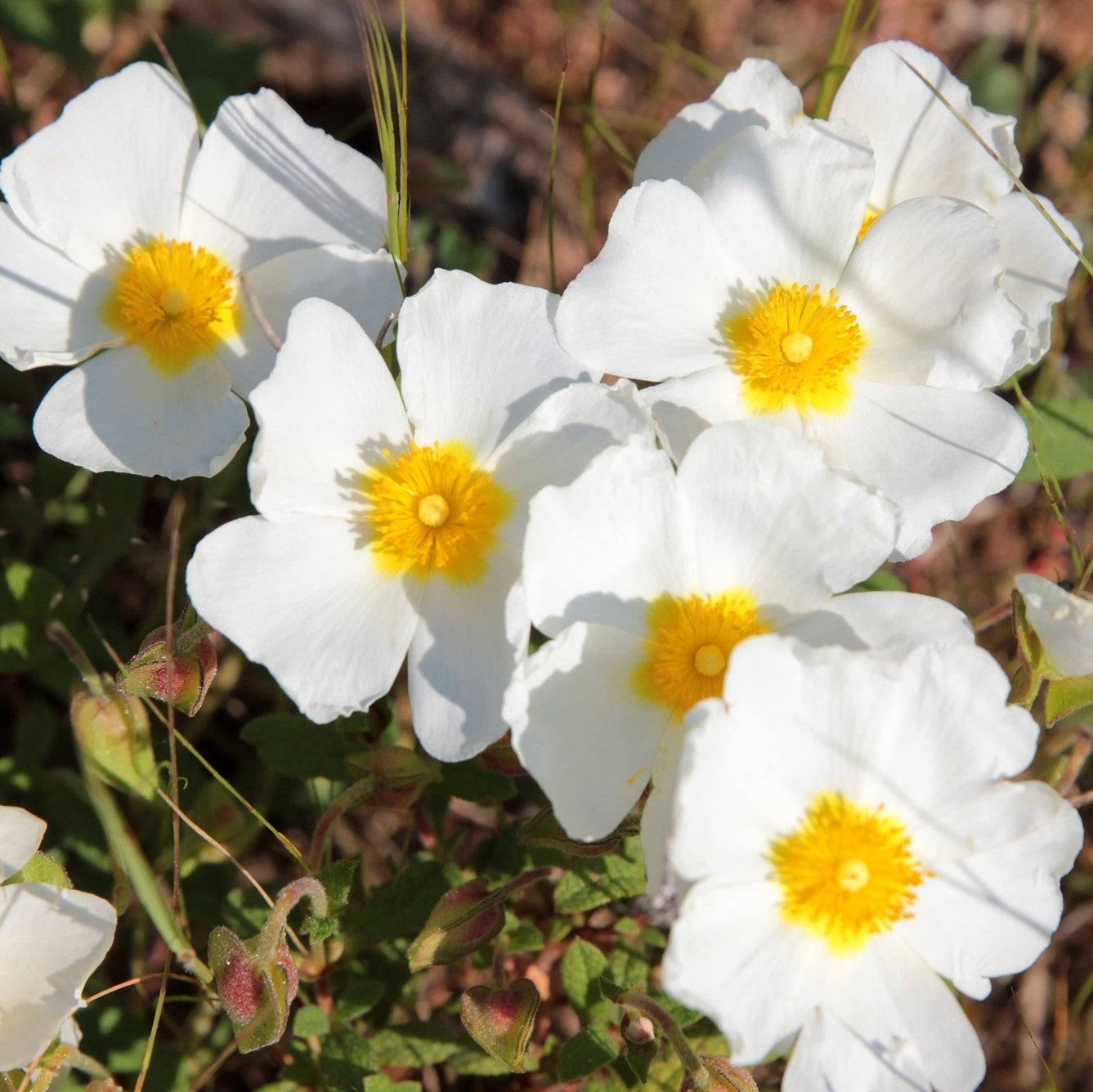 Cistus corbariensis (Rock Rose)- 2L Pot image 0
