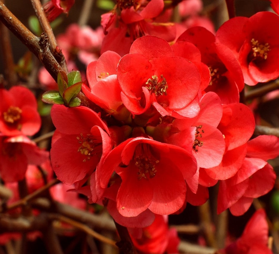 Chaenomeles superba 'Crimson & Gold' (Quince)- Potted image 0