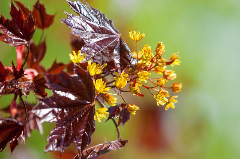 Acer cappadocicum 'Rubrum' 10L Pot image 0