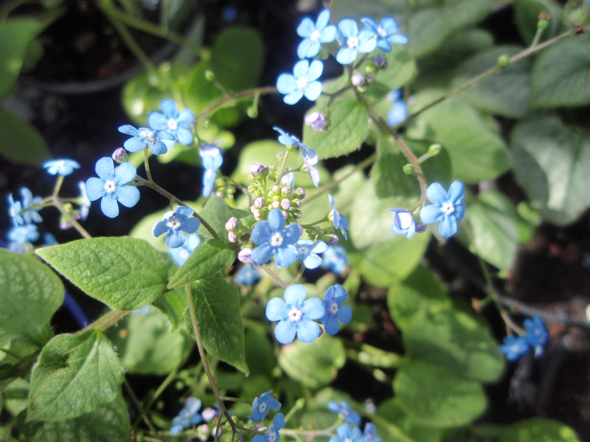 Brunnera macrophylla image 0