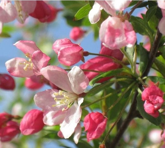 Malus sylvestris (Crab Apple) - Bareroot image 0