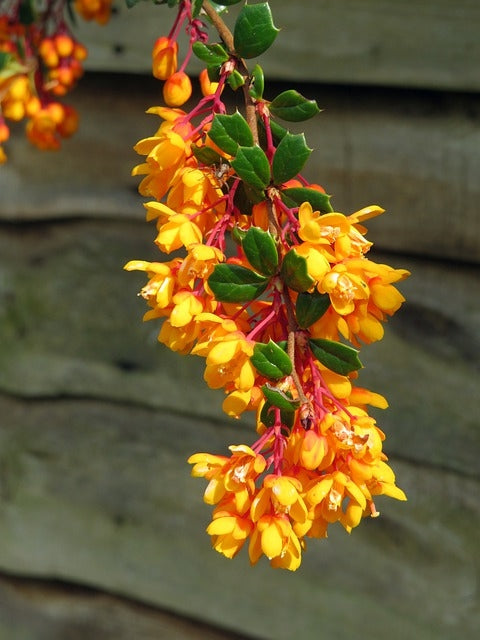 Berberis darwinii - 2L Pot image 0