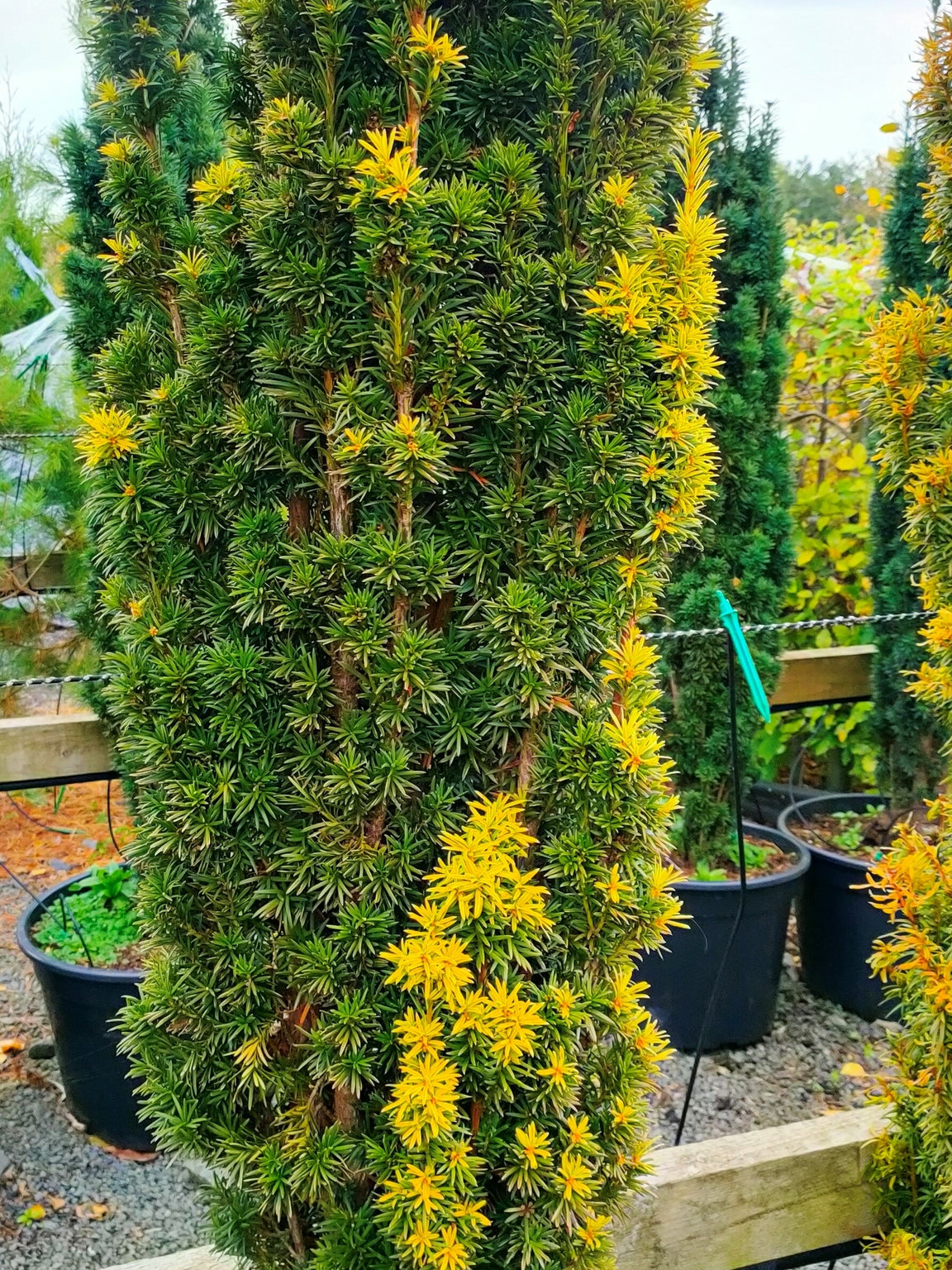 Taxus baccata 'Fastigiata Aurea' (Golden Irish Yew) image 0