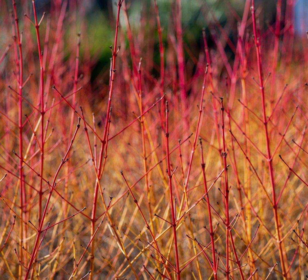 Cornus sanguinea'Midwinter Fire' - Potted image 0