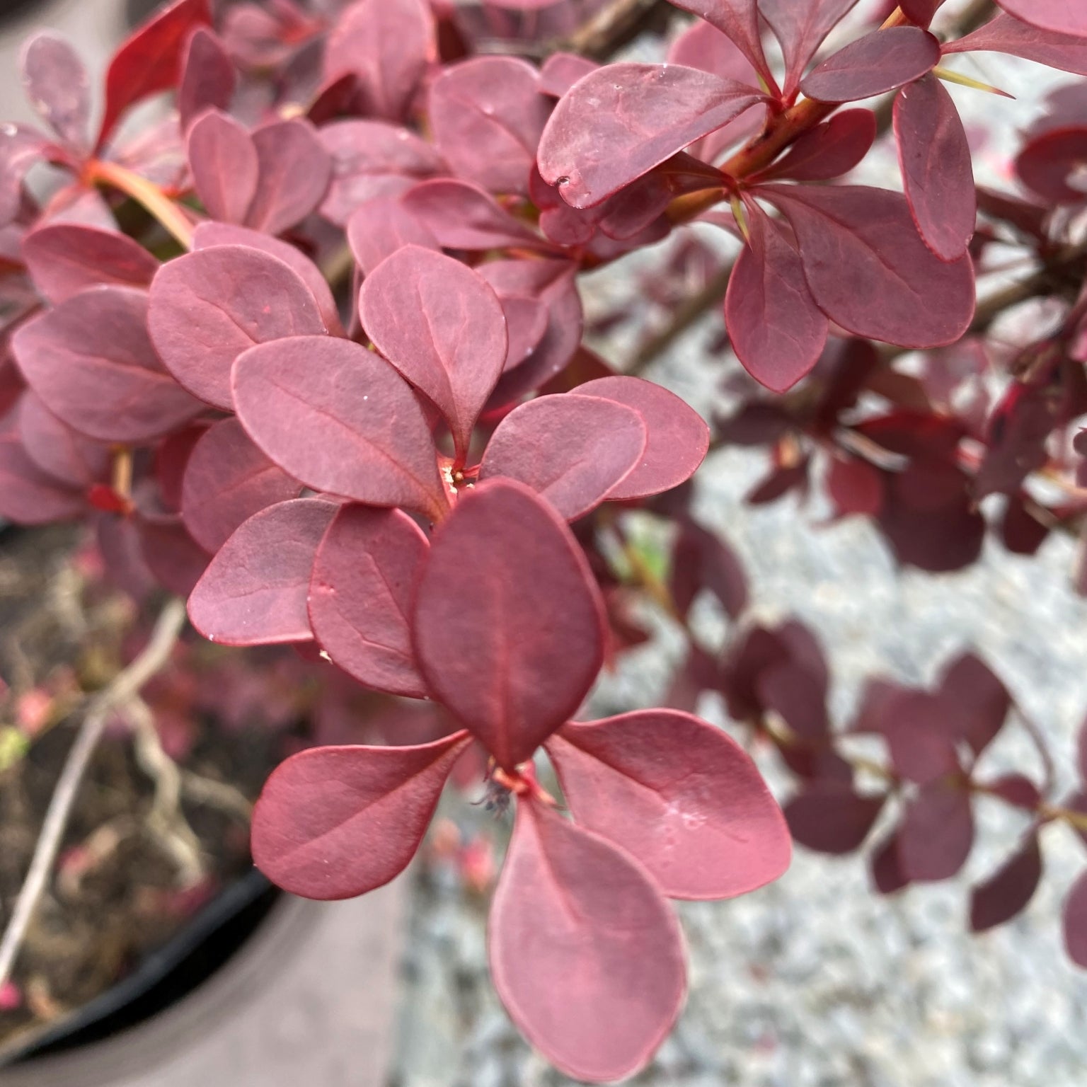 Berberis thunbergii 'Atropurpurea Nana' (Dwarf Barberry)- 2L Pot image 0