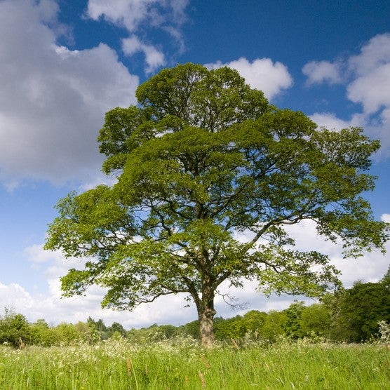 Acer pseudoplatanus (Sycamore) - Bareroot image 0