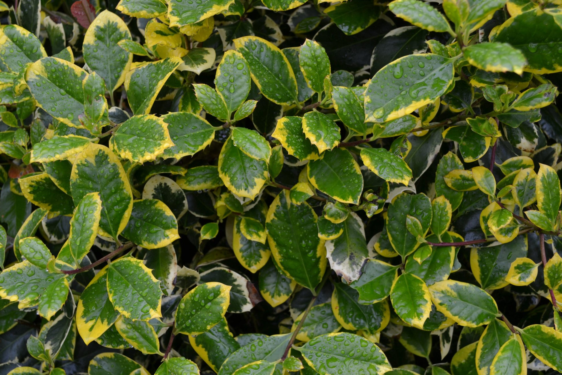 Ilex aquifolium 'Golden King'-Potted image 0