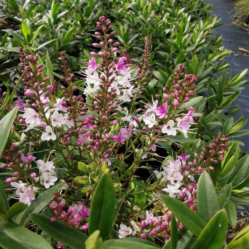 Hebe Mette Compact Evergreen Shrub 2L Derwen Garden hebe-mette-compact-evergreen-shrub-2l-derwen-garden