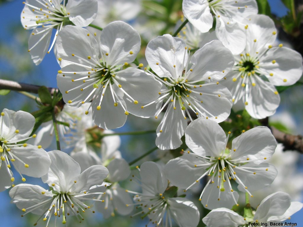 Prunus avium (Wild Cherry) - Bareroot image 0