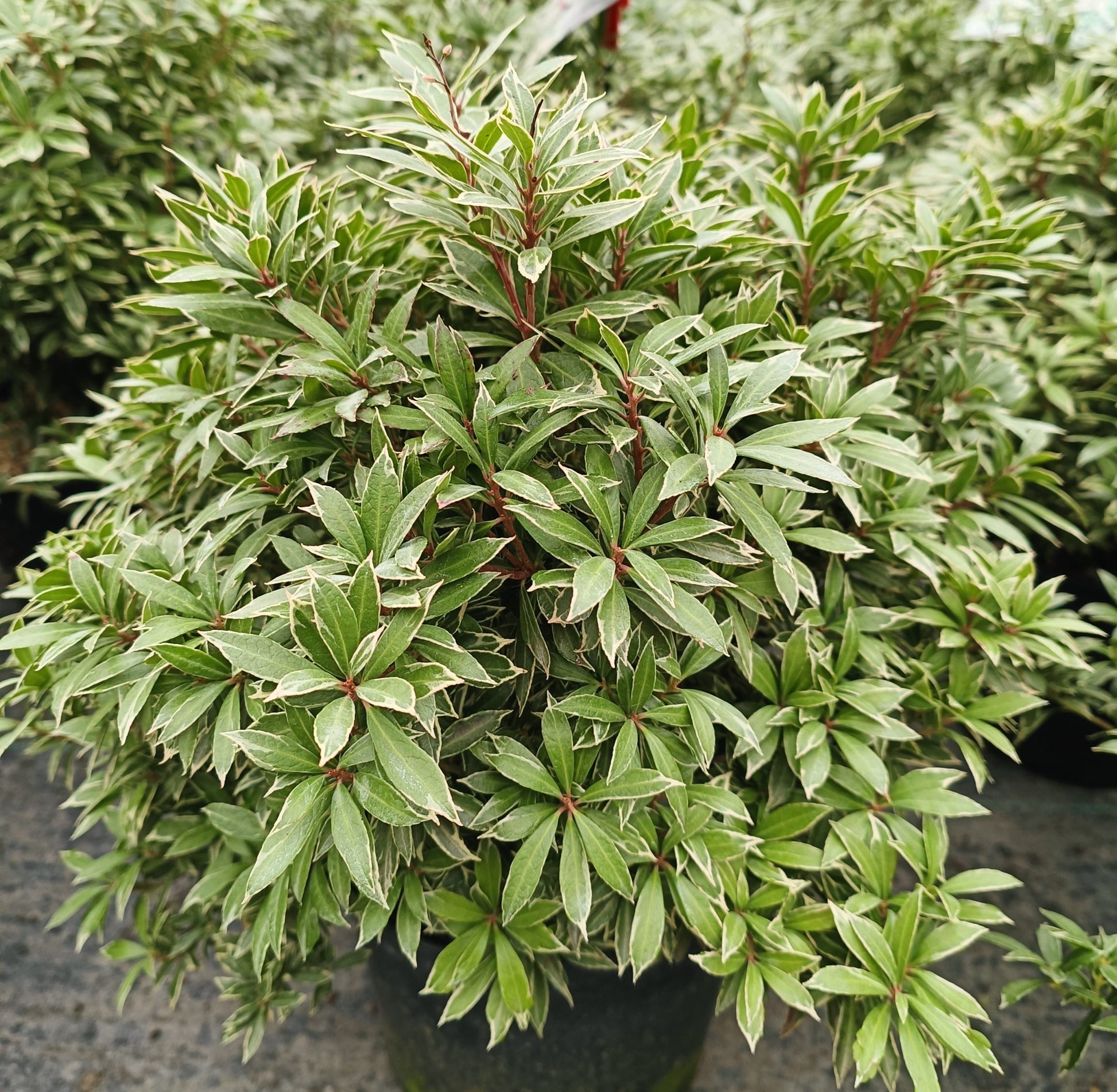 Pieris japonica 'White Rim' -5L pot image 0