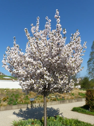 Prunus serrulata 'Sunset Boulevard' 10L pot image 0