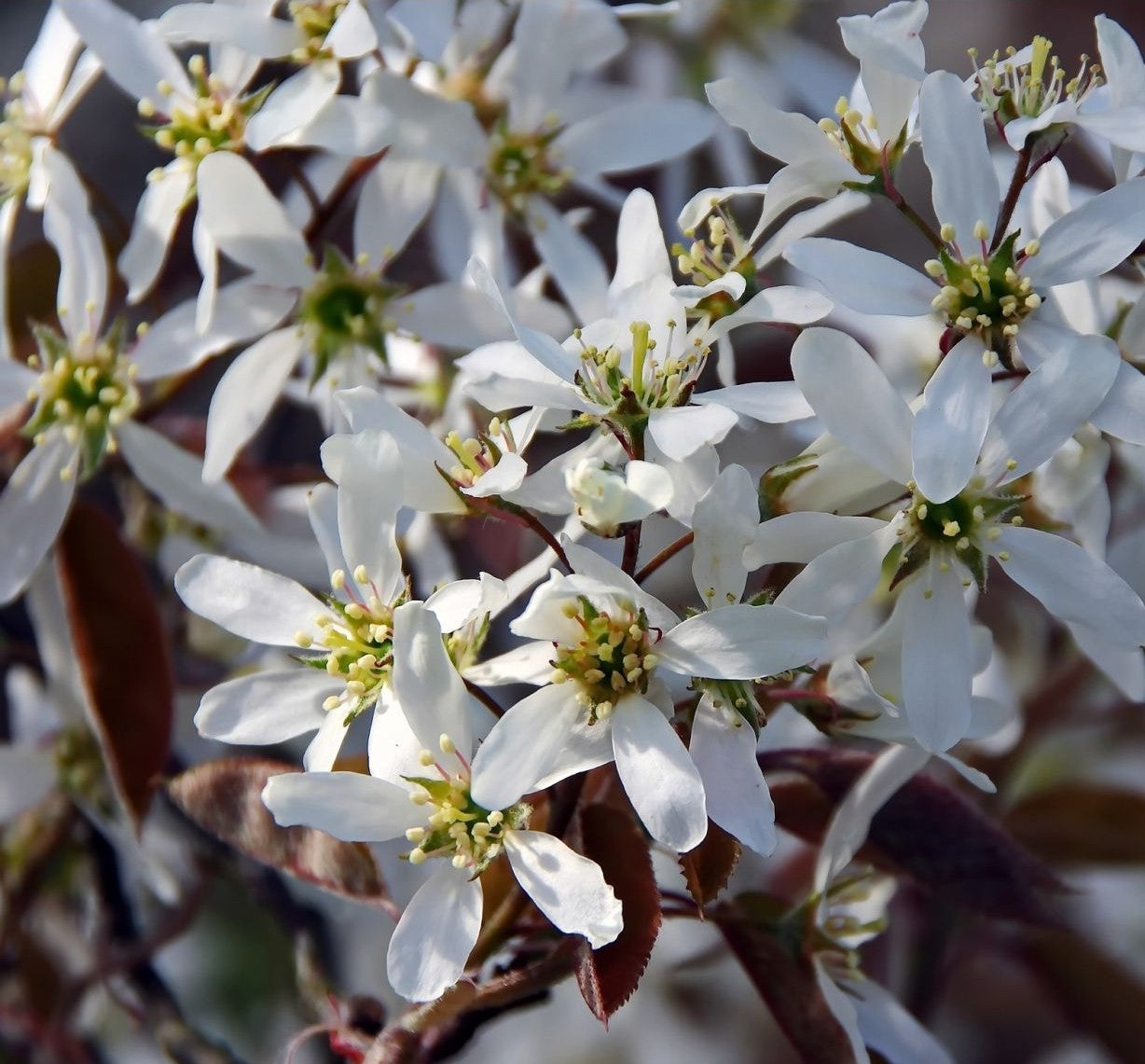 Amelanchier laevis 'Ballerina' 10L pot image 0