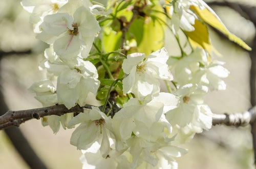 Prunus serrulata 'Ukon' 10L pot. image 0