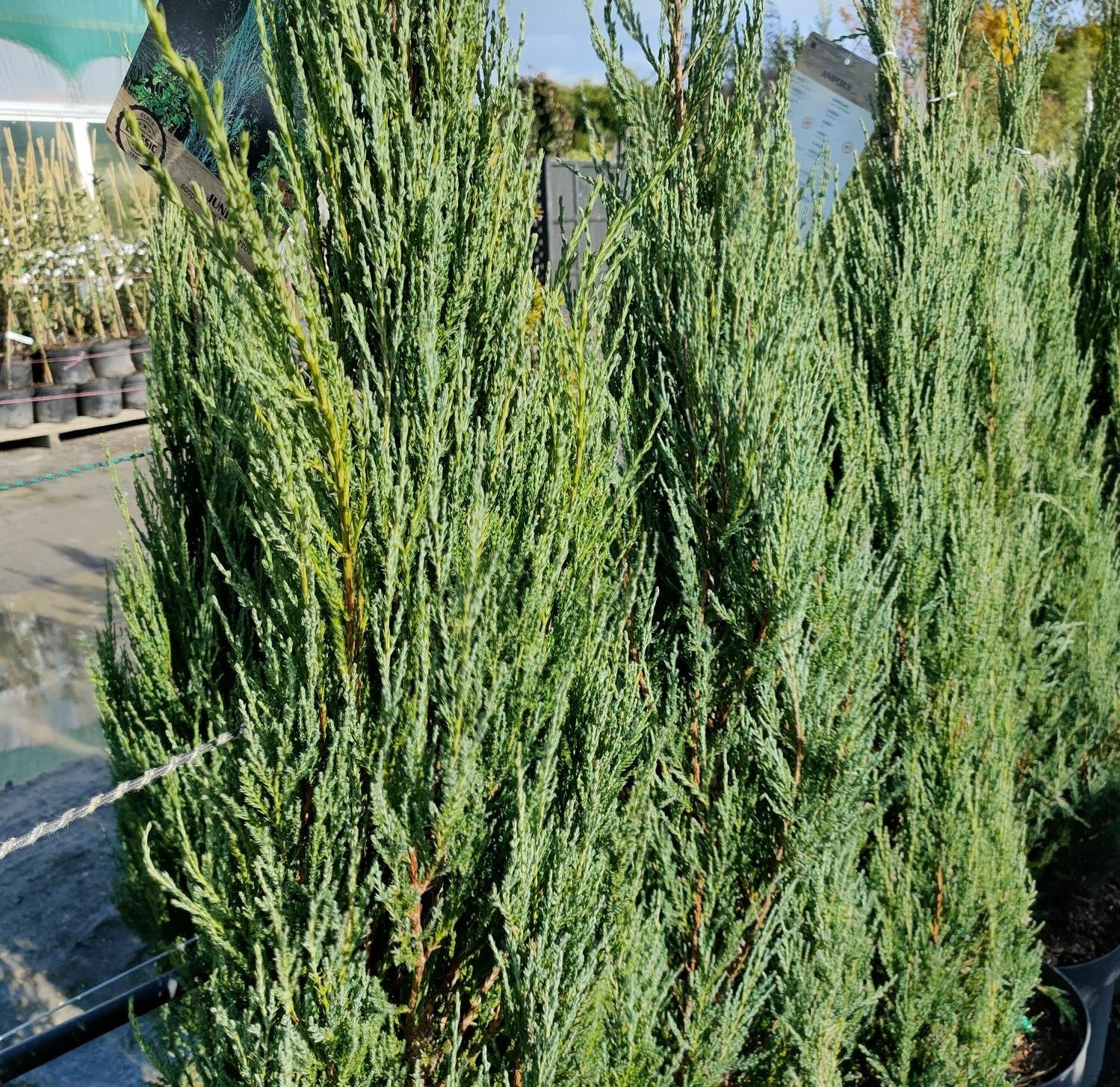Juniperus scopulorum 'Blue Arrow' -Potted image 0