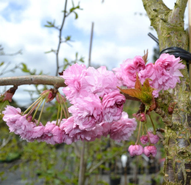 Prunus 'Cheals Weeping' 10L pot image 0