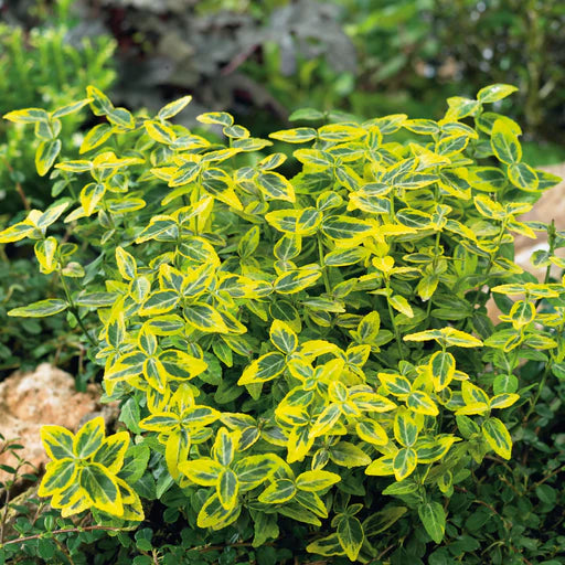 Euonymus fortunei 'Emerald & Gold'- Potted image 0