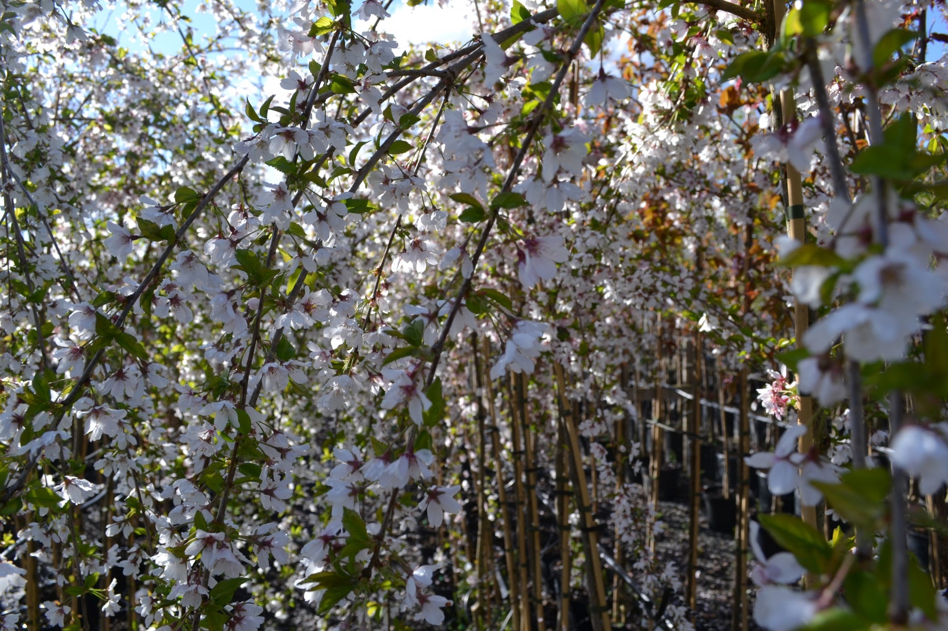 Prunus 'Snow Showers' 10L pot image 0