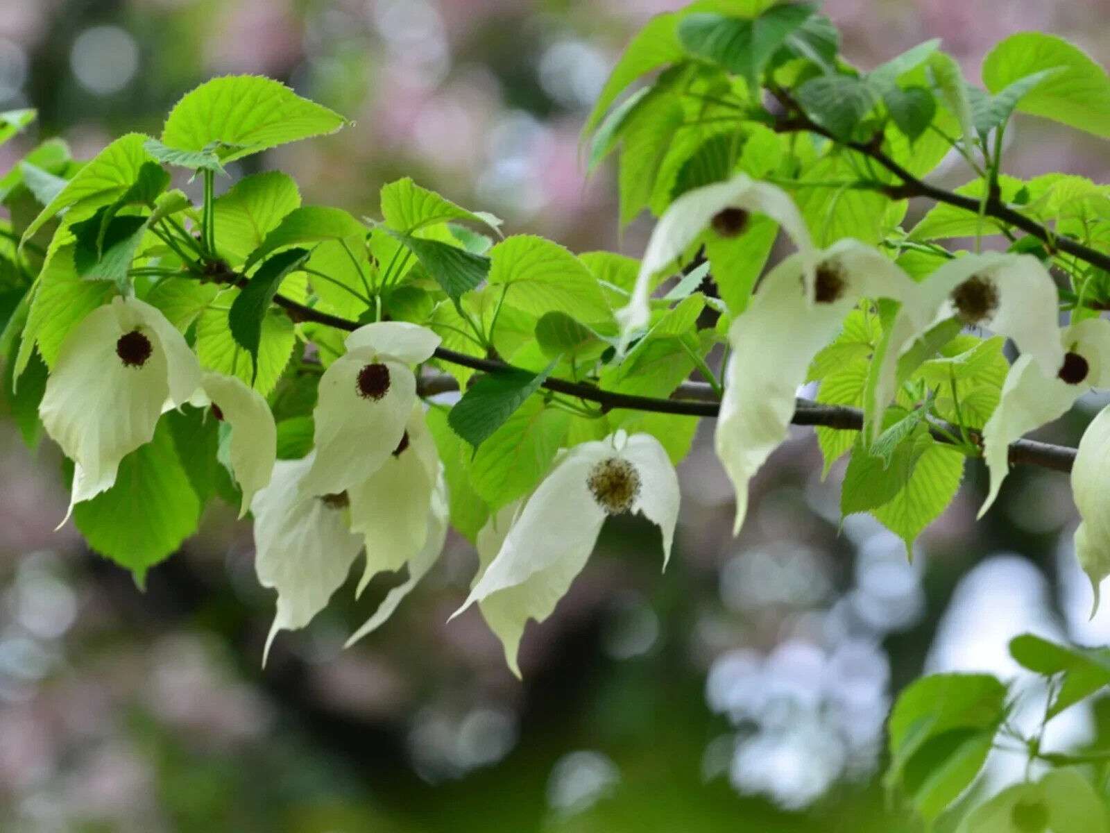 Davidia involucrata (Handkerchief Tree): 10L pot image 0