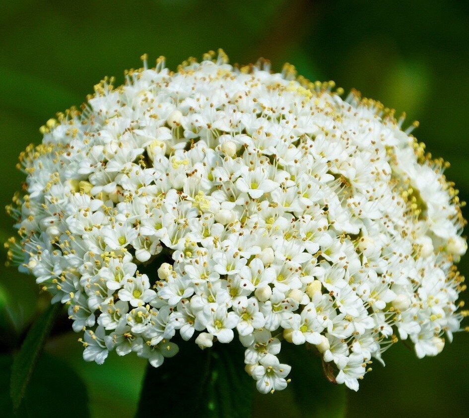 Viburnum lantana (Wayfaring Tree) - Bareroot image 0