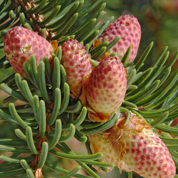Abies nordmanniana (Caucasian Fir) -Bare root- 20-30cm image 0