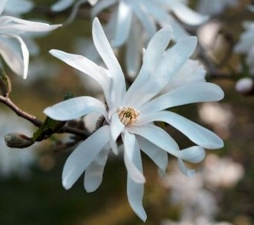 Magnolia stellata (Star Magnolia) -15L pot image 0