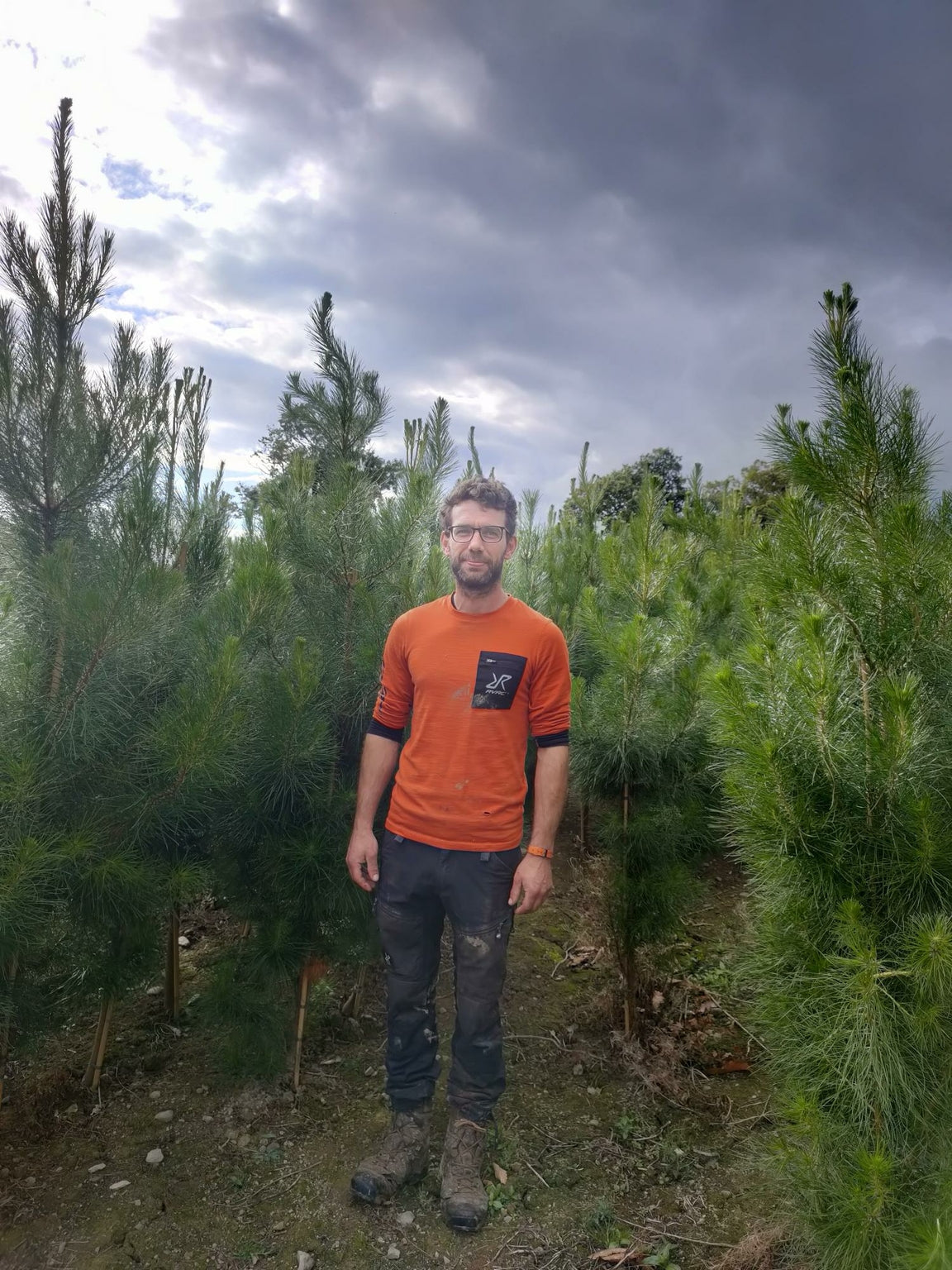 Pinus radiata (Monterey Pine)-RB-175-200cm image 0