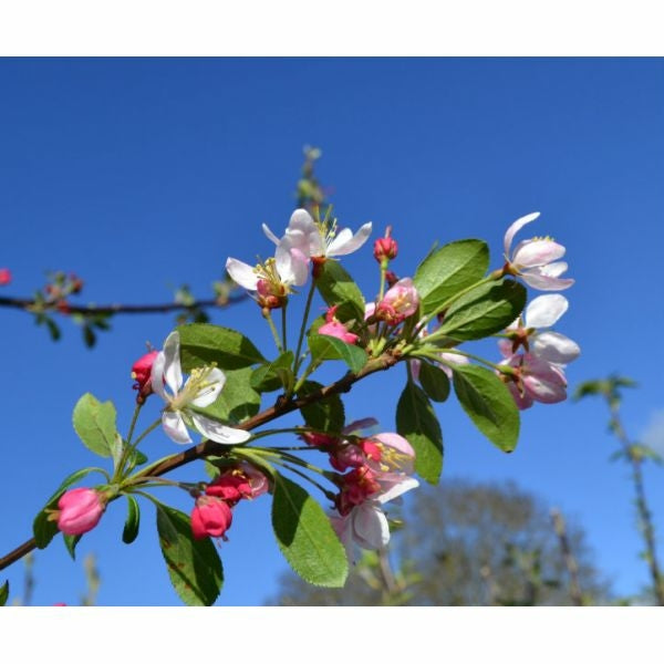 Malus floribunda 10L pot image 0