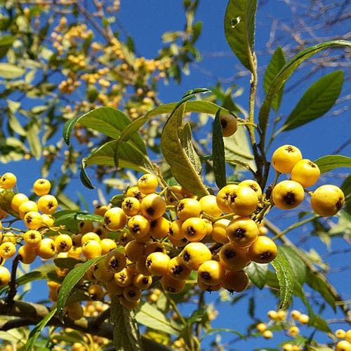Cotoneaster wat. 'Rothschildianus' 10L pot image 0
