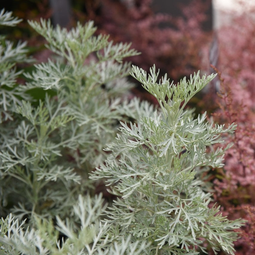 Artemesia 'Powis Castle' - 2L Pot - 20cm+ image 0
