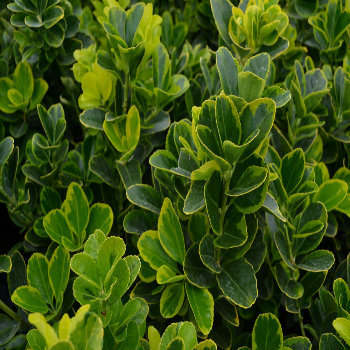 Euonymus japonica 'Ovatus Aureus' - Potted image 0