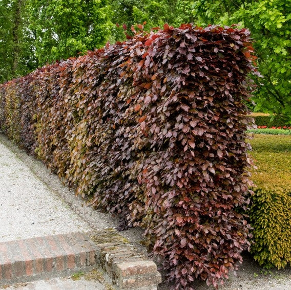 Fagus sylvatica 'Purpurea' (Copper/Purple Beech) - Bareroot image 0