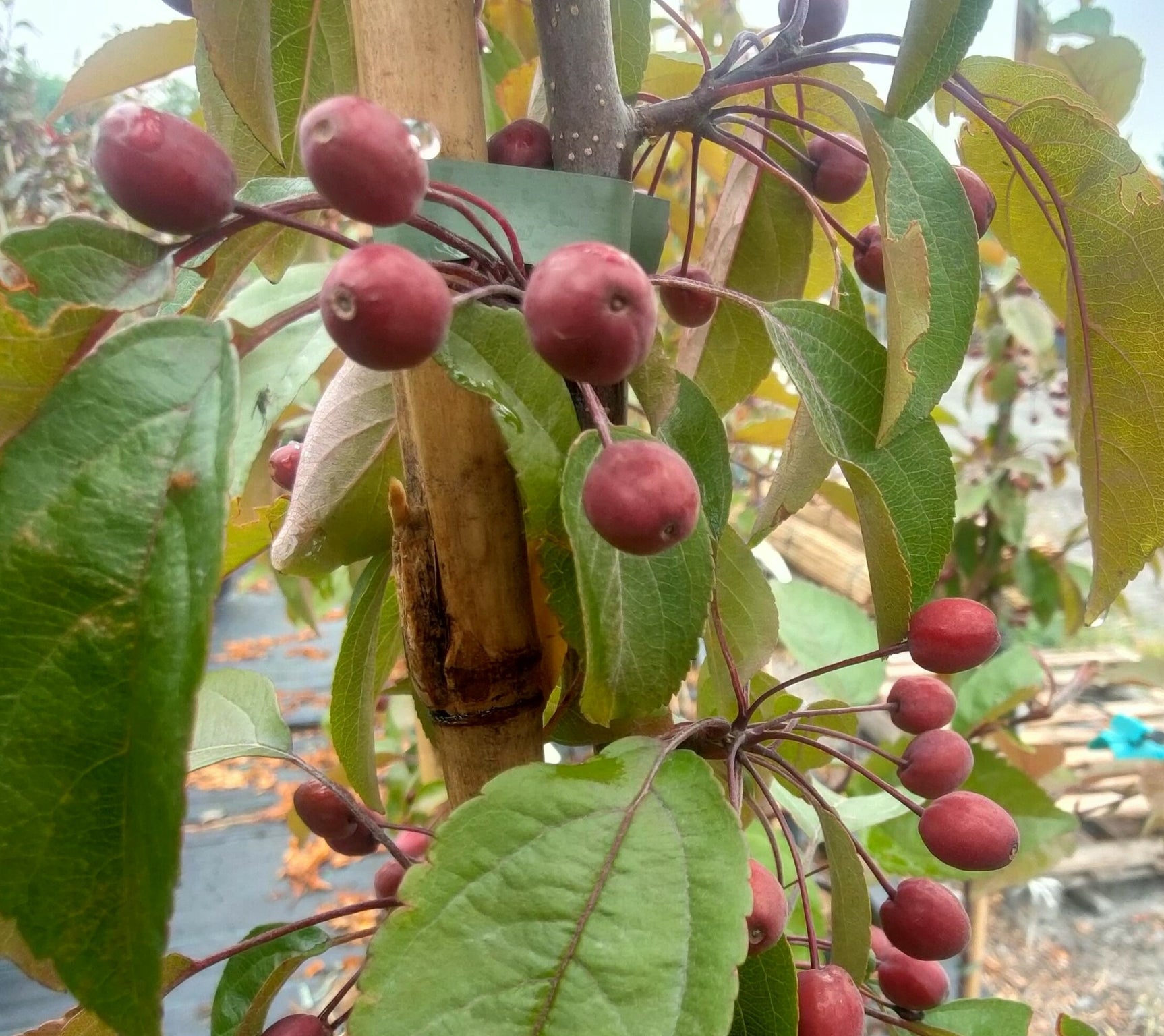 Malus 'Indian Magic' -10L pot image 0