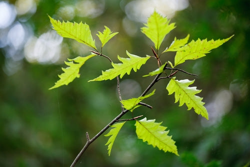 Fagus sylvatica 'Asplenifloia' 10L pot image 0