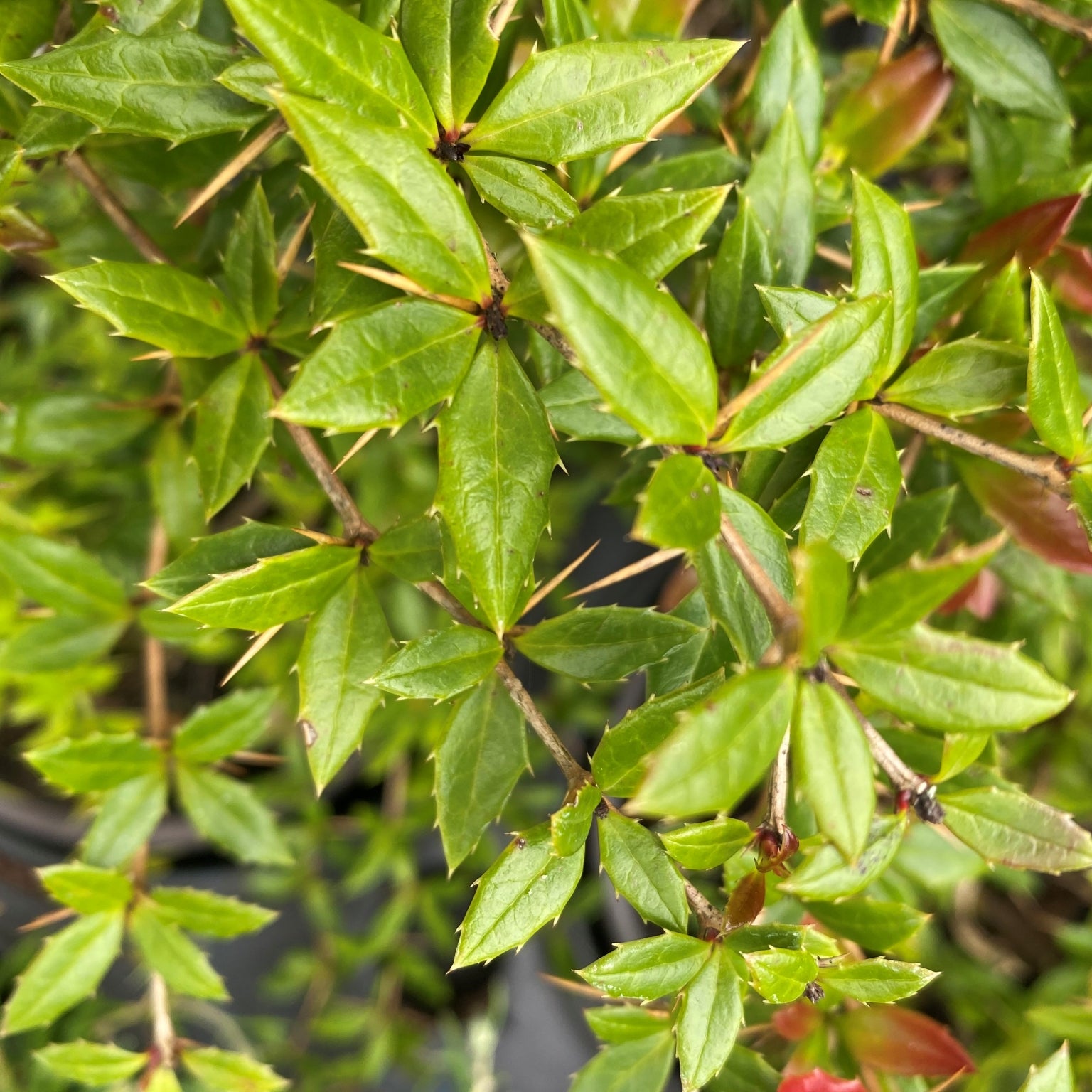 Berberis 'Amstelveen' - 2L Pot image 0