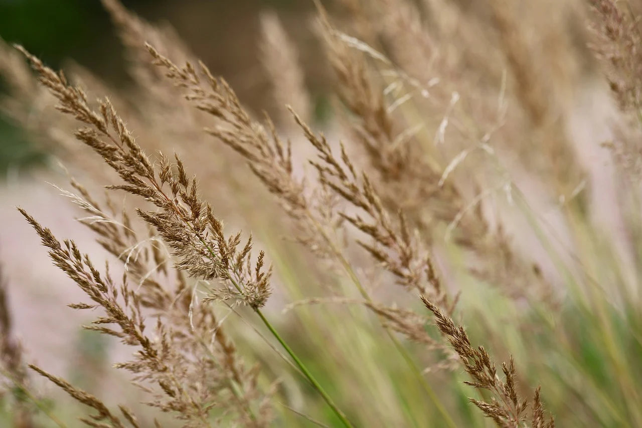 Calamagrostis 'Karl Foerster' -Potted image 0