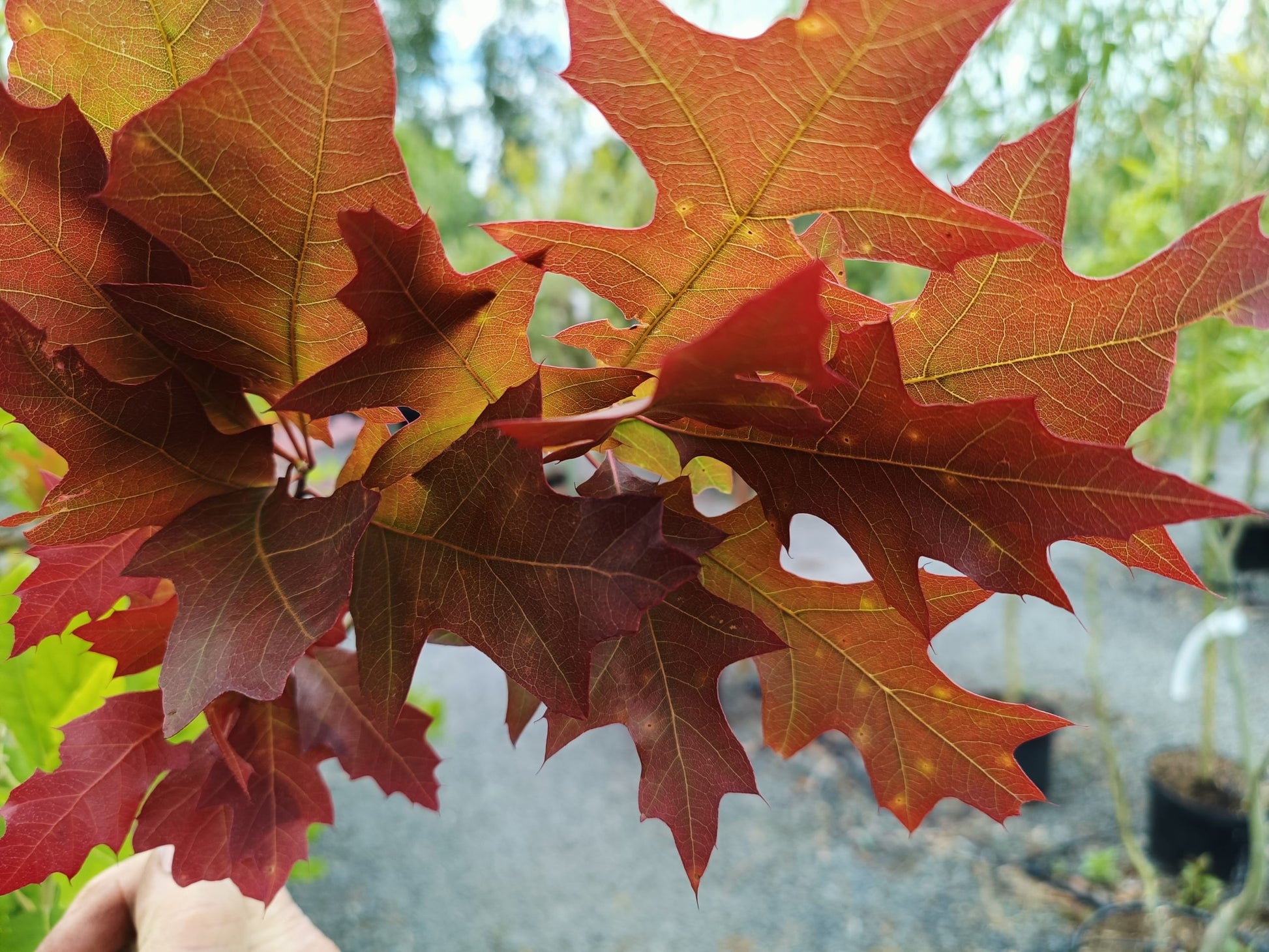 Quercus 'New Madrid' -12L pot image 0