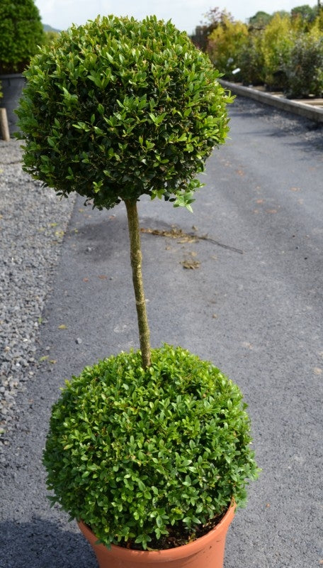 Buxus sempervirens (Box)- Duo Ball - 10L Pot image 0