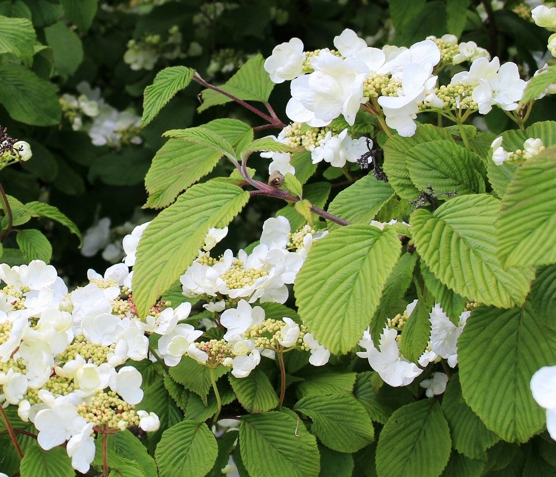 Hydrangea petiolaris- (Climbing Hydrangea) -15L pot image 0